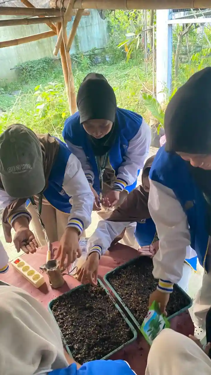 Menyemai tanaman pakcoy dan cabai serta memulai budidaya maggot di Green House