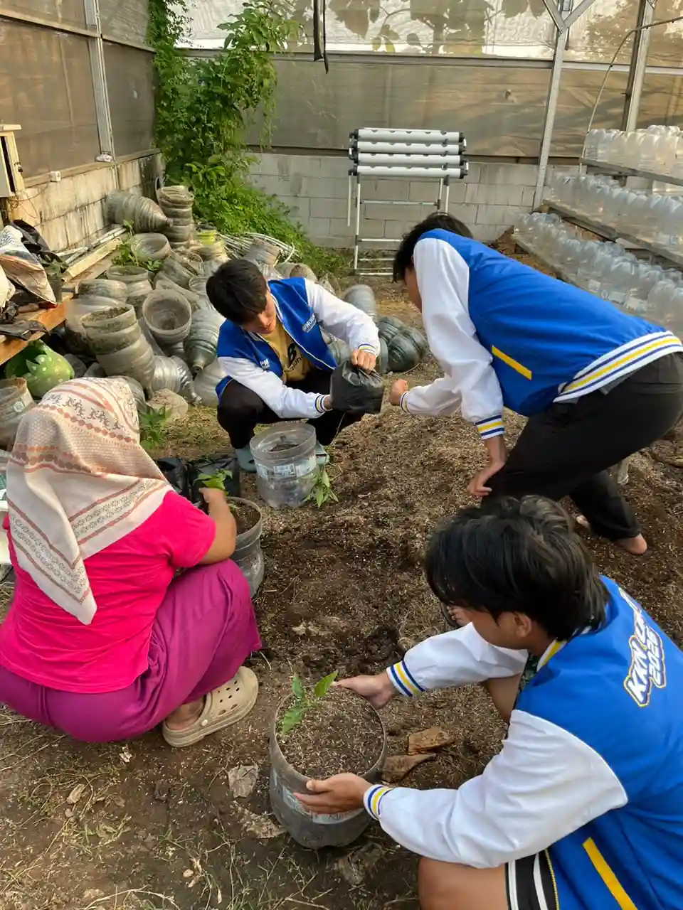 Menyemai tanaman pakcoy dan cabai serta memulai budidaya maggot di Green House